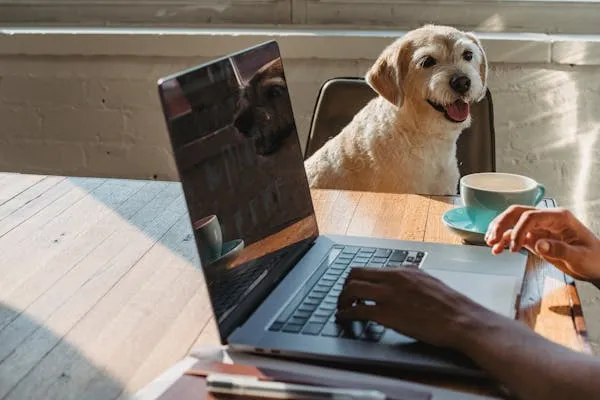 Why You Should Switch to Zorin OS: A Business-Friendly Alternative to Windows OS